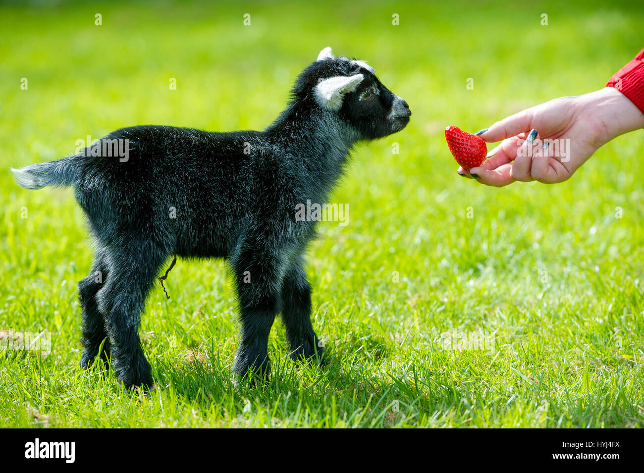 Bolton, Regno Unito. 4 apr, 2017. Bellissimo il caldo sole primaverile sedotto questa due giorni di capra pigmeo fuori verso la luce a Smithills Hall Farm, Bolton, Lancashire. Il peloso compagno ha preso i suoi primi passi nel mondo esterno ed ha anche avuto un assaggio della sua prima fragola come il sole ha continuato in Inghilterra del Nord Ovest. Foto di Paolo Heyes, martedì 04 aprile, 2017. Credito: Paolo Heyes/Alamy Live News Foto Stock