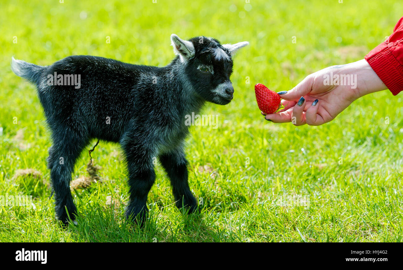 Bolton, Regno Unito. 4 apr, 2017. Bellissimo il caldo sole primaverile sedotto questa due giorni di capra pigmeo fuori verso la luce a Smithills Hall Farm, Bolton, Lancashire. Il peloso compagno ha preso i suoi primi passi nel mondo esterno ed ha anche avuto un assaggio della sua prima fragola come il sole ha continuato in Inghilterra del Nord Ovest. Foto di Paolo Heyes, martedì 04 aprile, 2017. Credito: Paolo Heyes/Alamy Live News Foto Stock