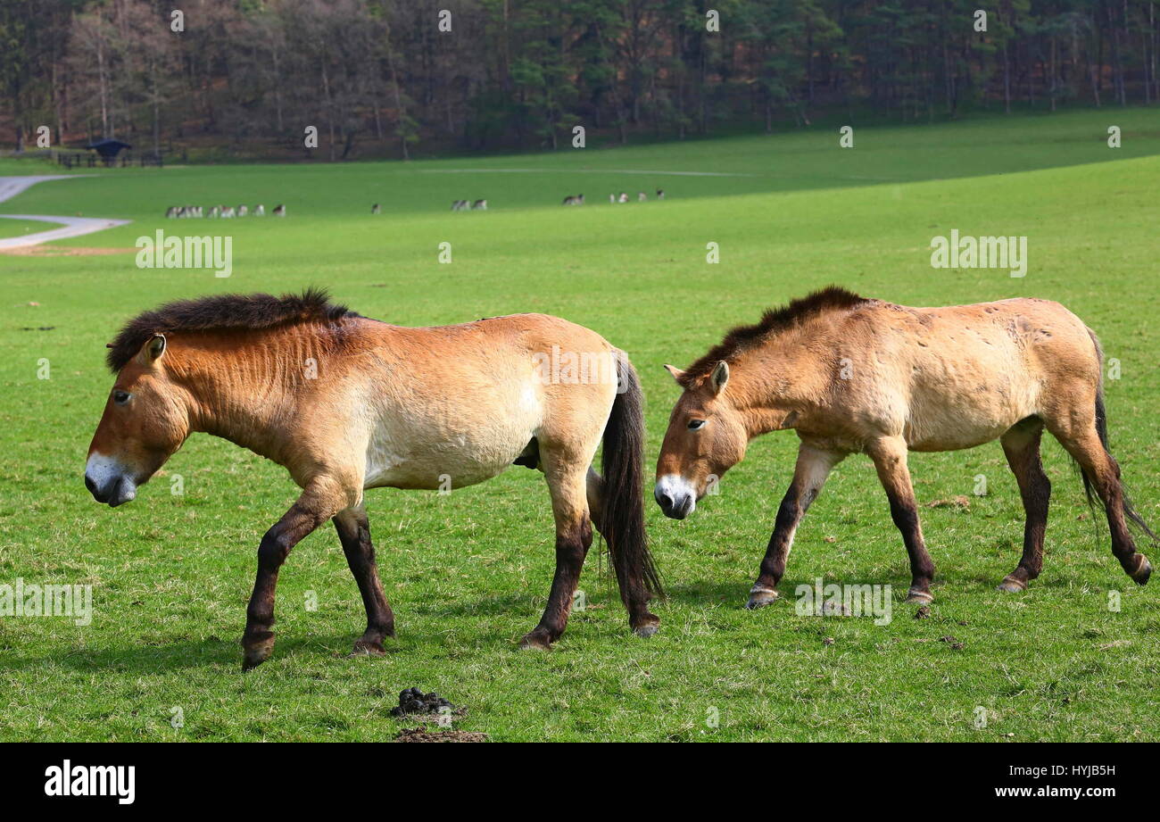 (170405) -- Bruxelles, 5 aprile 2017 (Xinhua) -- fotografia scattata in aprile, 4, 2017 mostra di Przewalski cavalli in un campo del dominio delle Grotte di Han, Belgio. Due di Przewalski cavalli a sinistra il dominio delle Grotte di Han per essere trasportati per lo Zoo di Praga il martedì. Dopo l' ispezione e la quarantena, uno di essi sarà inviato a nord-ovest della Cina di Xinjiang Uygur Regione autonoma in questo mese di settembre per la riproduzione. (Xinhua/Gong Bing) (HY) Foto Stock