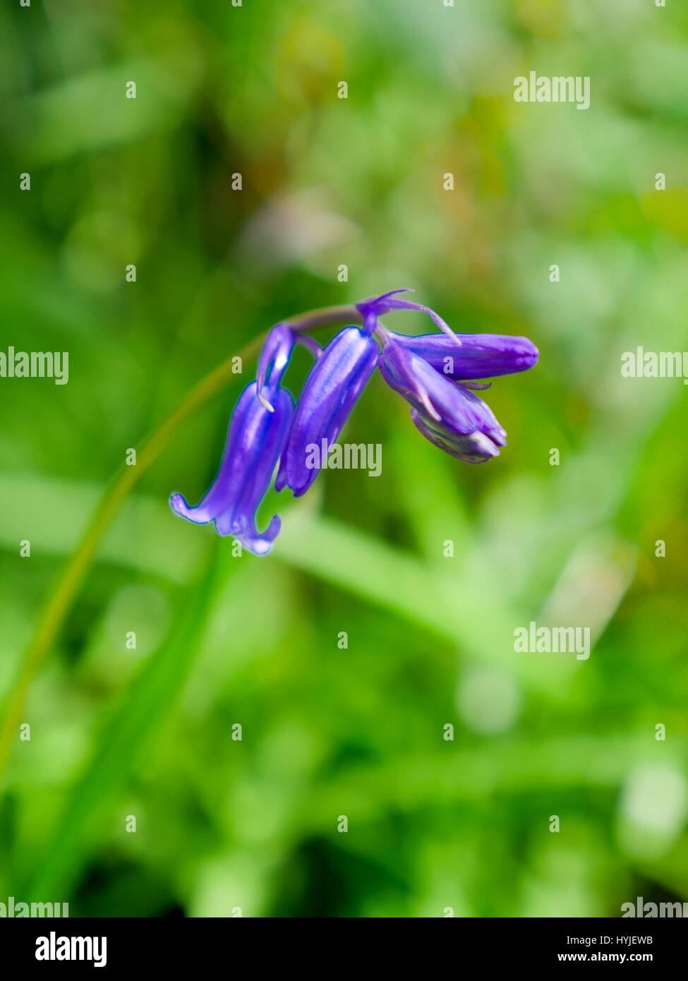 Langdon legno vicino a Bridport, Dorset, Regno Unito. 5 apr, 2017. Fioritura precoce Bluebells in occidente di Dorset sul lato ripido pendio boschivo. Credito: DTNews/Alamy Live News Foto Stock