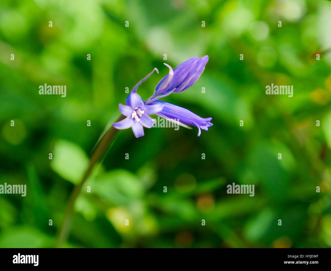 Langdon legno vicino a Bridport, Dorset, Regno Unito. 5 apr, 2017. Fioritura precoce Bluebells in occidente di Dorset sul lato ripido pendio boschivo. Credito: DTNews/Alamy Live News Foto Stock
