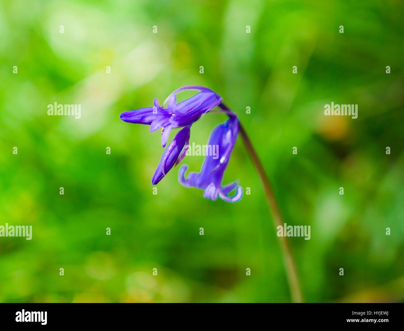 Langdon legno vicino a Bridport, Dorset, Regno Unito. 5 apr, 2017. Fioritura precoce Bluebells in occidente di Dorset sul lato ripido pendio boschivo. Credito: DTNews/Alamy Live News Foto Stock