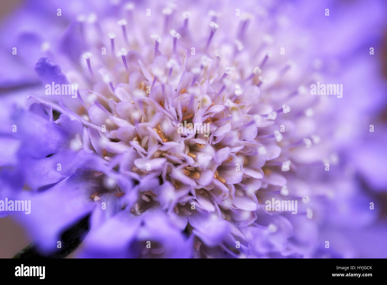 Macro astratto di Scabious Butterfly Fiore blu. Foto Stock