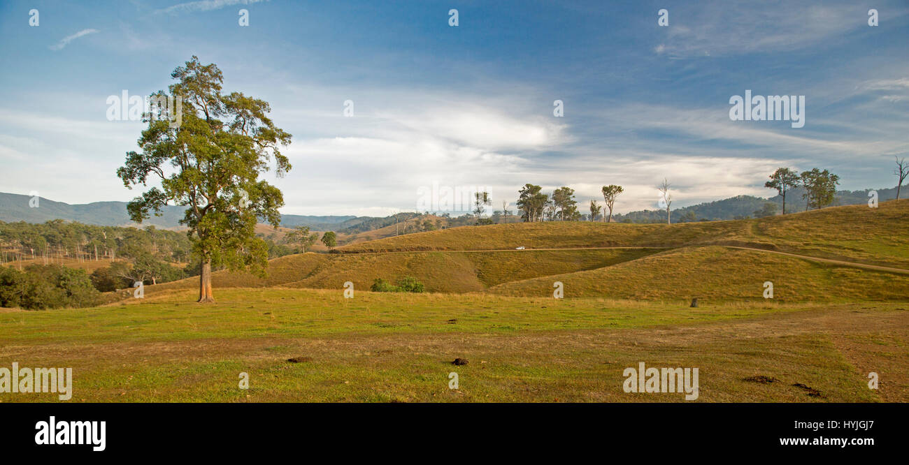 Vasto paesaggio rurale in inverno con dolci colline con golden erbe, alberi sparsi, gamme sull orizzonte sotto il cielo blu nel nord del New South Wales AUSTRALIA Foto Stock