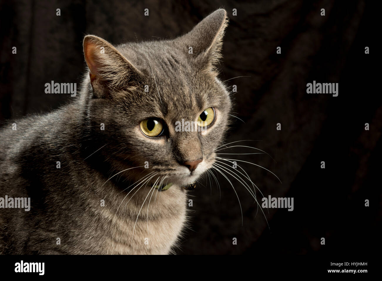 Gatto grigio in posa su uno sgabello con sfondo verticale close up Foto Stock