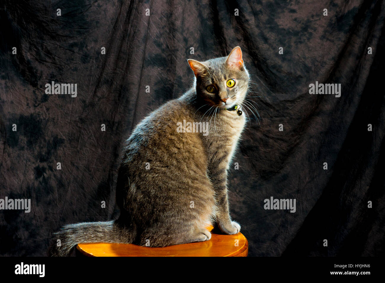 Gatto grigio in posa su uno sgabello con ritratto di sfondo girare la testa Foto Stock