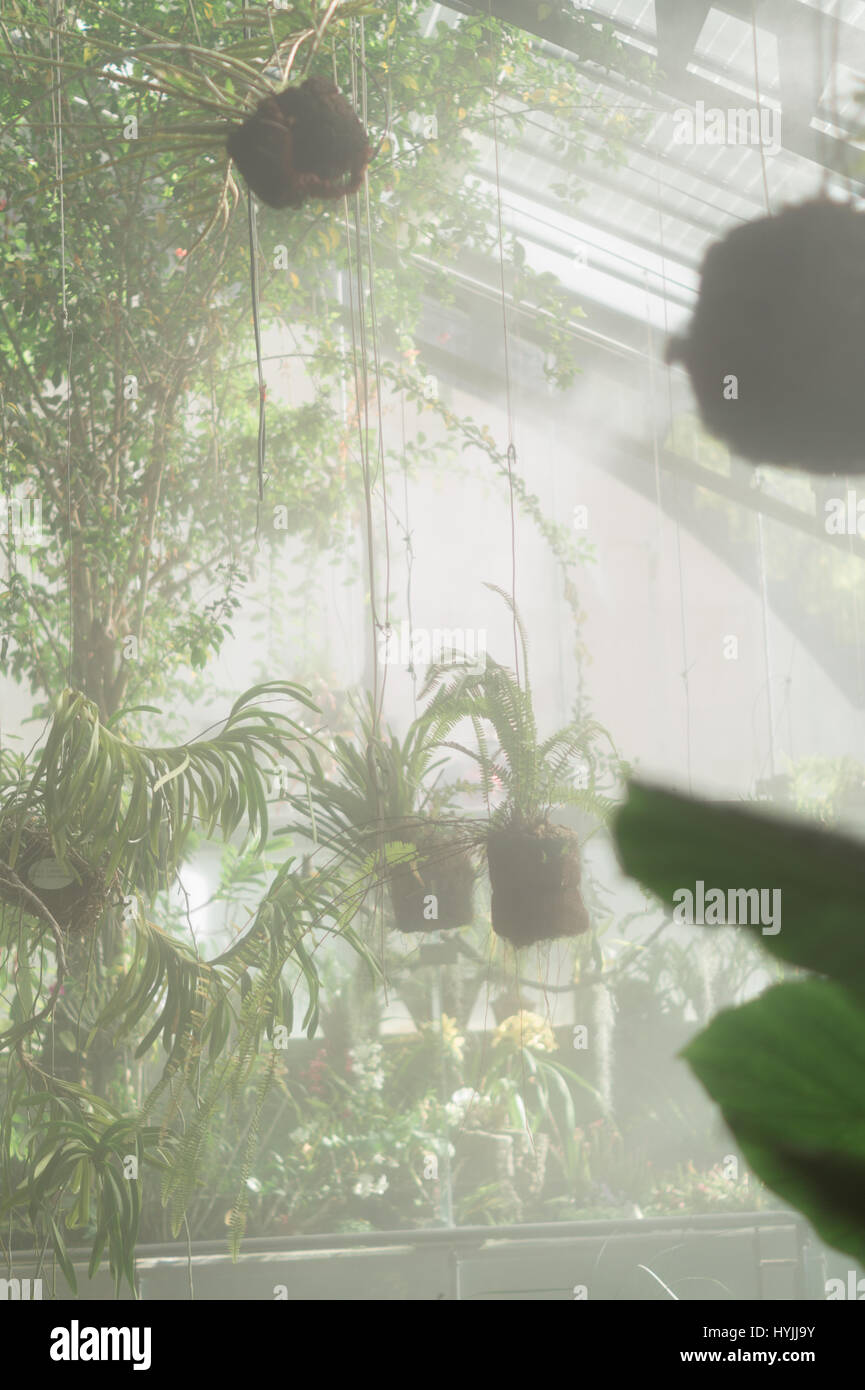 Interno della serra. Foto Stock