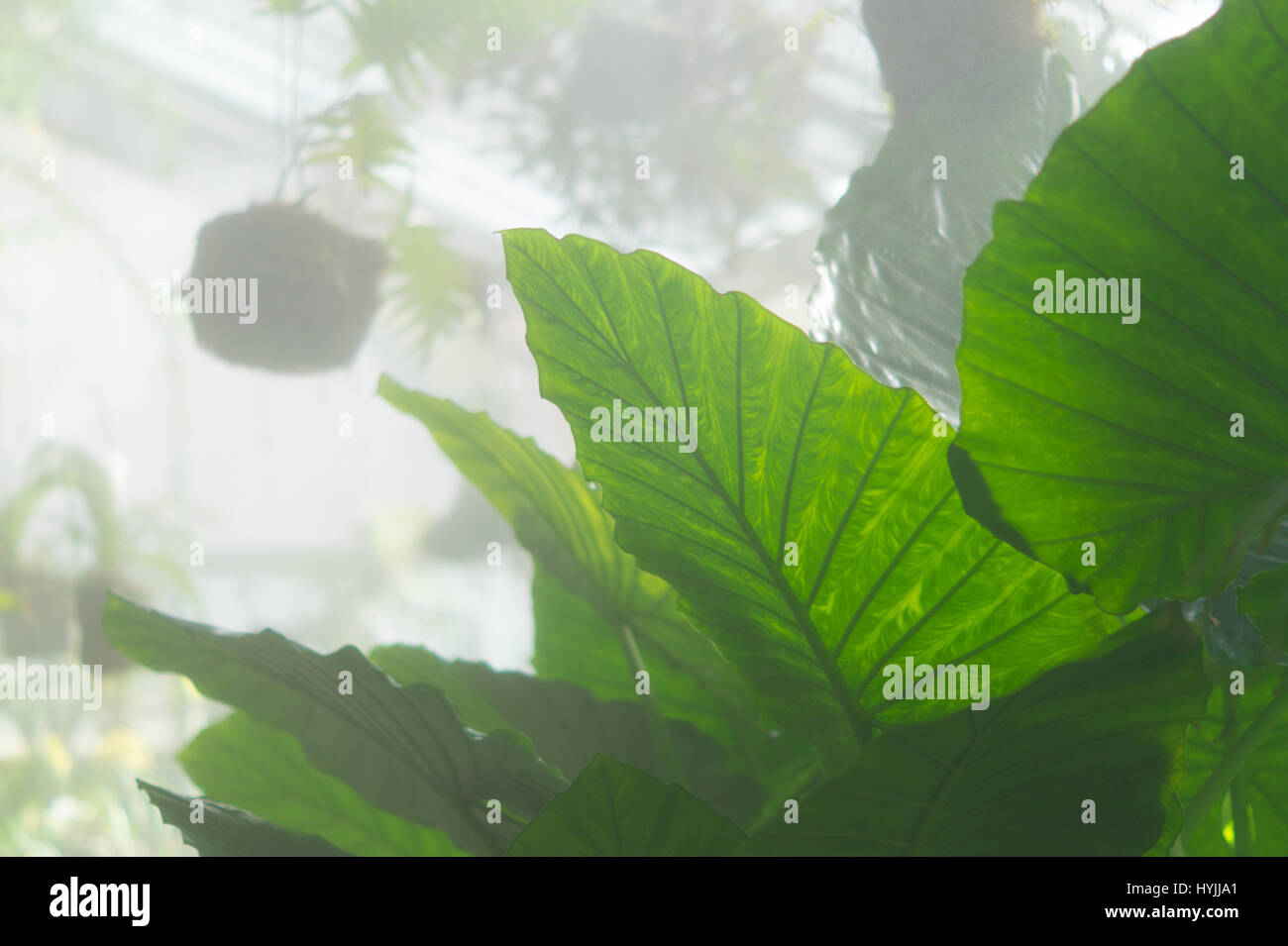 Interno della serra. Foto Stock