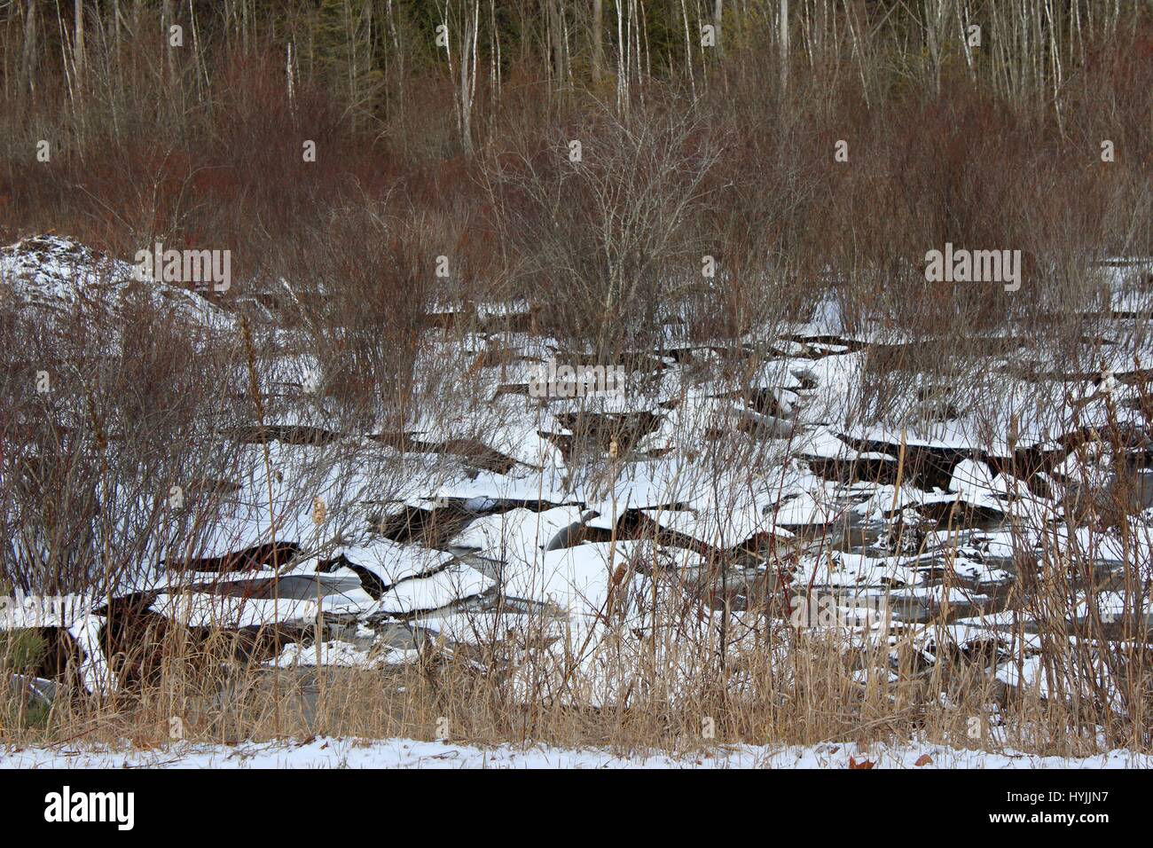 Palude congelati dopo un po' di acqua si abbassarono e il ghiaccio è crollato Foto Stock