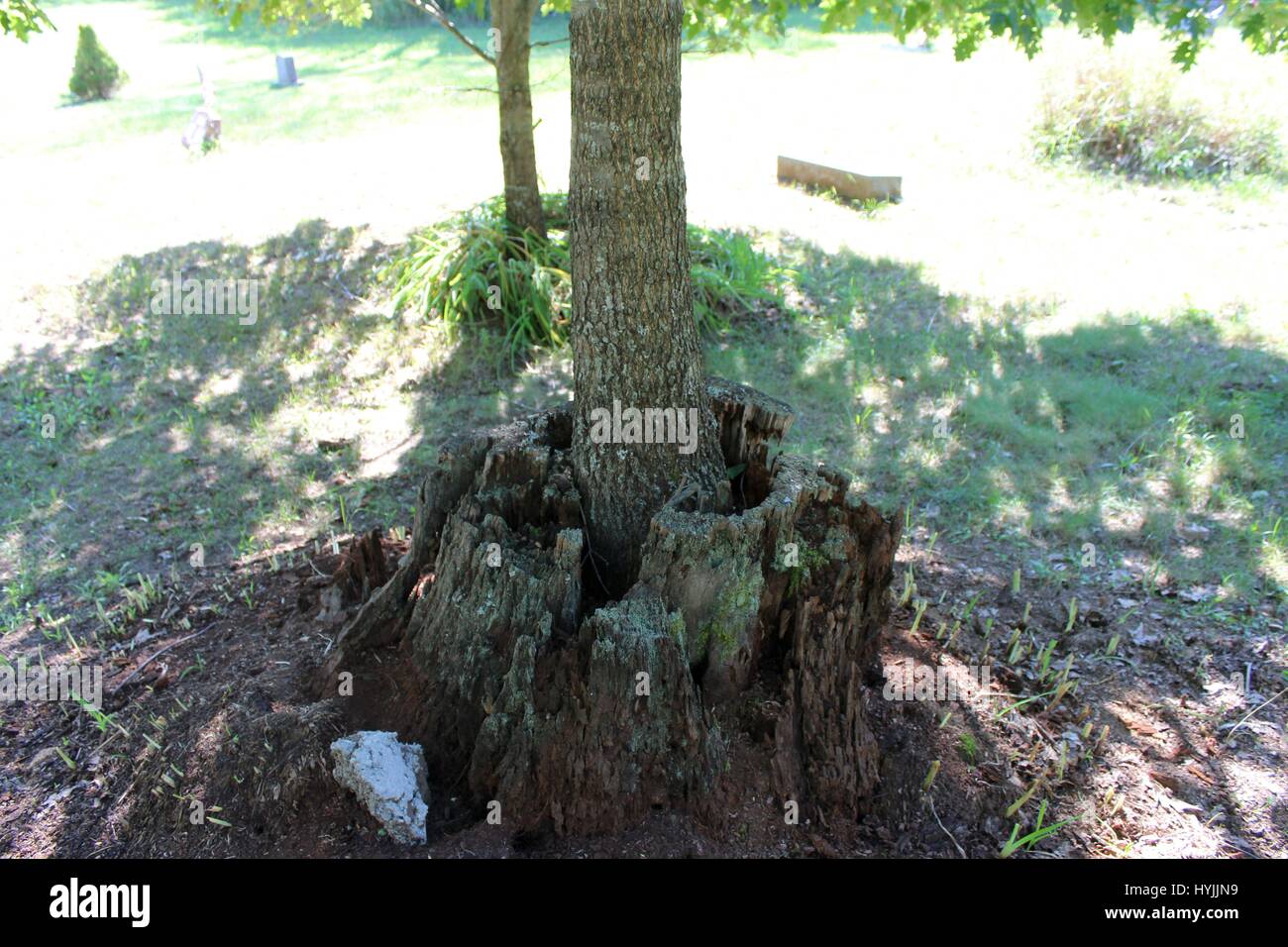 Un giovane albero che cresce al di fuori del moncone di un vecchio albero Foto Stock