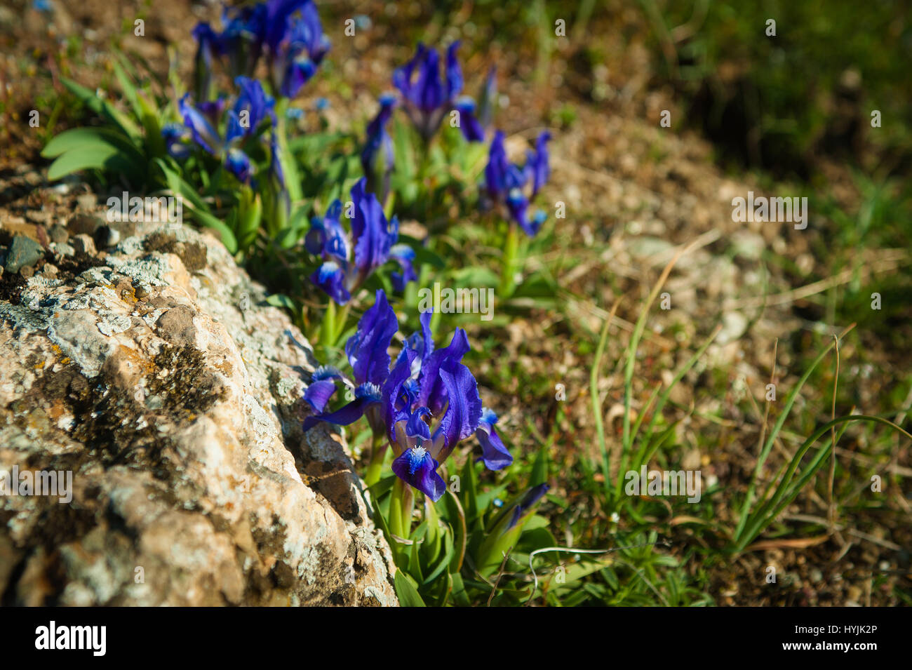 Iris selvatici, Iris aphylla subsp. hungarica crescente nella foresta Foto Stock