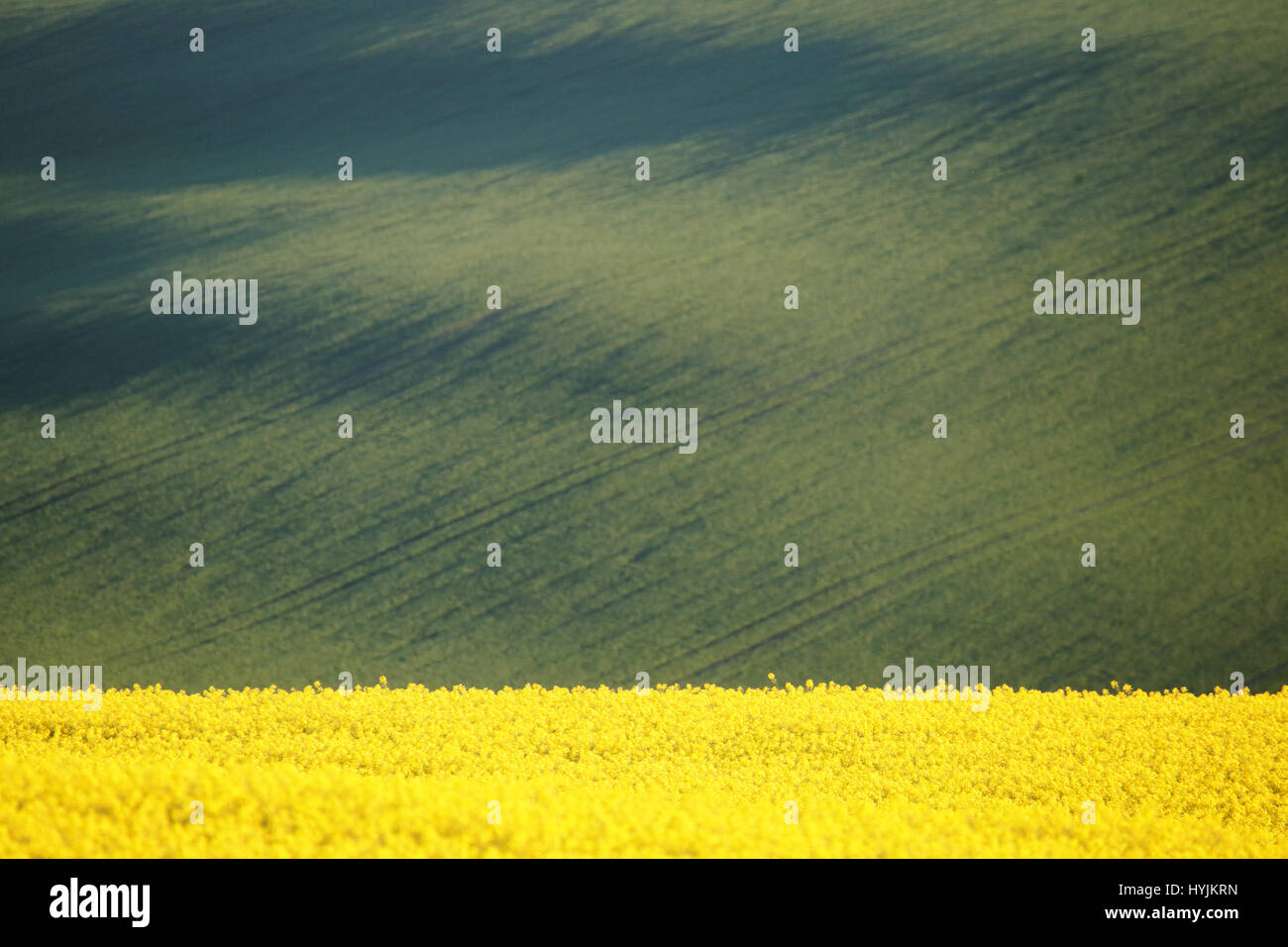 I campi gialli di colza su sfondo verde. I campi di agricoltore illuminata dal sole di sera. Colorato astratto naturale dello sfondo. Foto Stock