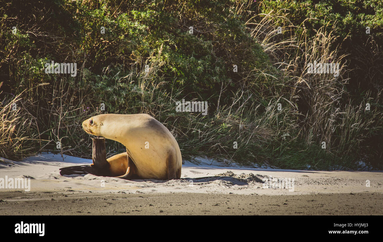 Nuova Zelanda leone di mare presso la spiaggia in Dunedin Foto Stock