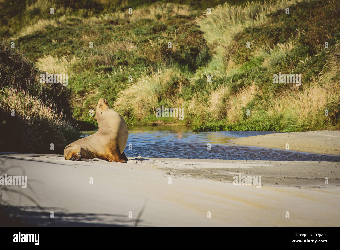 Nuova Zelanda leone di mare presso la spiaggia in Dunedin Foto Stock