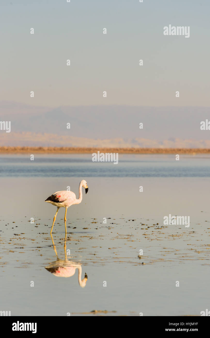 Flamingo cileni in atacama saline Foto Stock