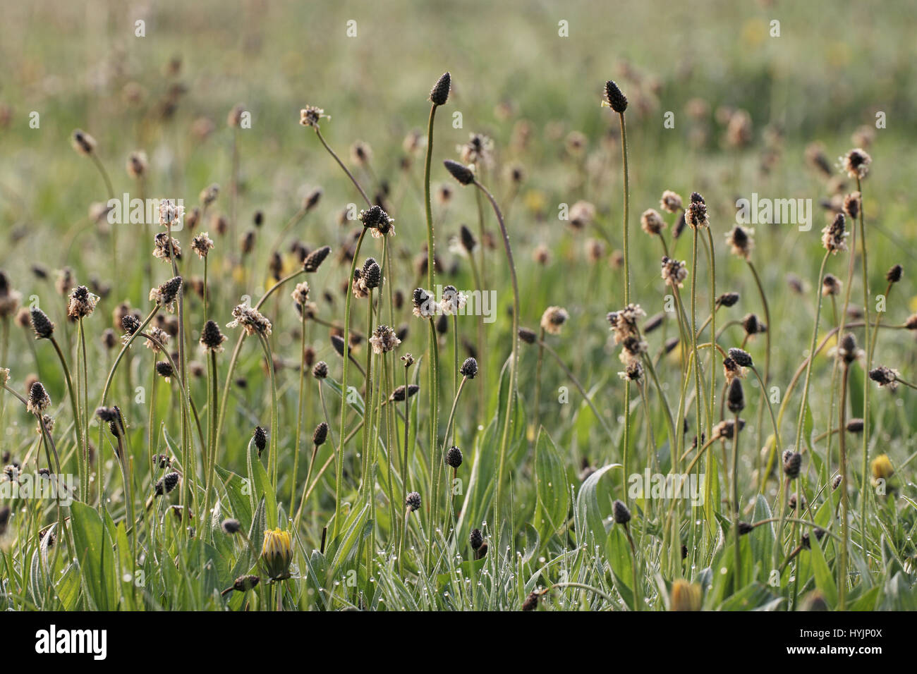 Ribwort piantaggine lanceolata Planzago Nord Prato Riserva Naturale Nazionale vicino a Cricklade Wiltshire, Inghilterra REGNO UNITO Foto Stock