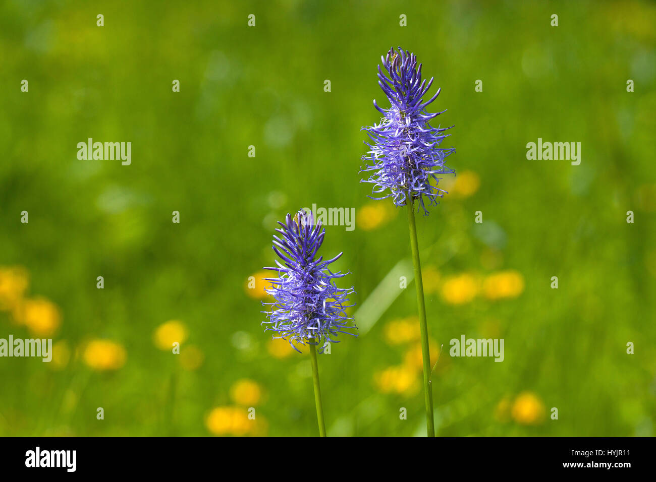 Nero rampion Phyteuma nigrum vicino al Col de la macchina Vercors Parco Naturale Regionale del Vercors Francia Foto Stock