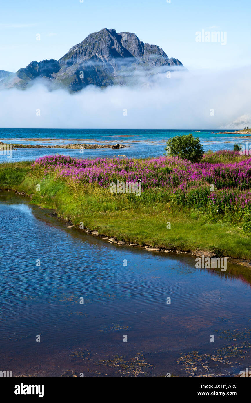L'Europa,NORVEGIA,Lofoten,Tussan vicinanza,fiori selvaggi e fof sotto le cime della montagna Foto Stock