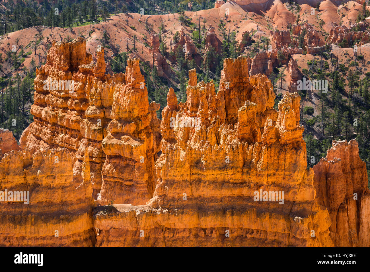 Stati Uniti d'America,Utah,Bryce Canyon National Park. La caratteristica principale del parco è il Bryce Canyon,che malgrado il suo nome,non è un canyon,ma una raccolta di giganteschi anfiteatri naturali lungo il lato orientale del plateau Paunsaugunt Foto Stock