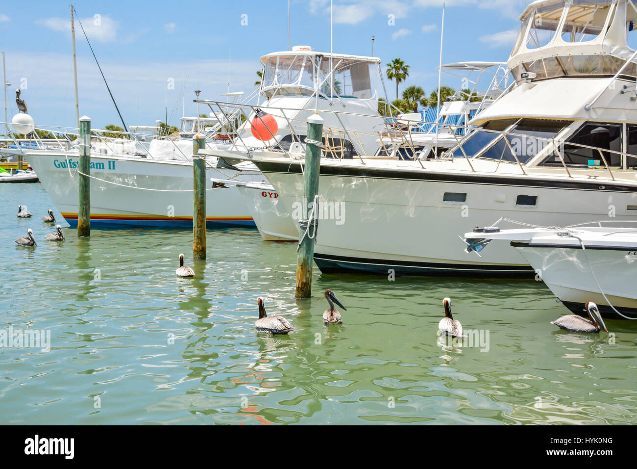 Molti pellicani marroni galleggiante accanto ai grandi crusier barche nel porto di Clearwater Beach, Florida, Marina in una giornata di sole Foto Stock