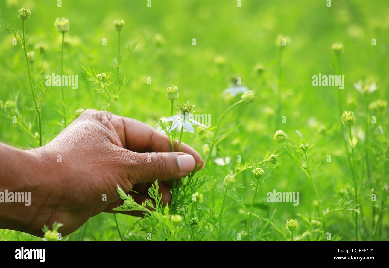 Mano azienda ayurvedico di nigella fiore nel campo di coltivazione Foto Stock