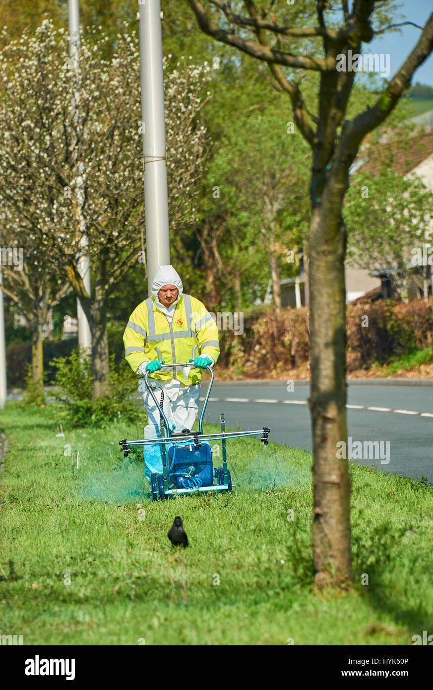 Pesticida essendo applicato alla centrale di prenotazione utilizzando una irroratrice walkover a Fabian Way Swansea. L'applicazione viene effettuata per sradicare v Foto Stock