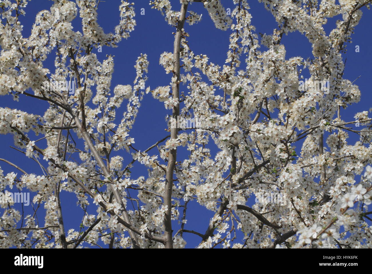 Fioritura di ciliegio contro lo sfondo di un cielo blu Foto Stock