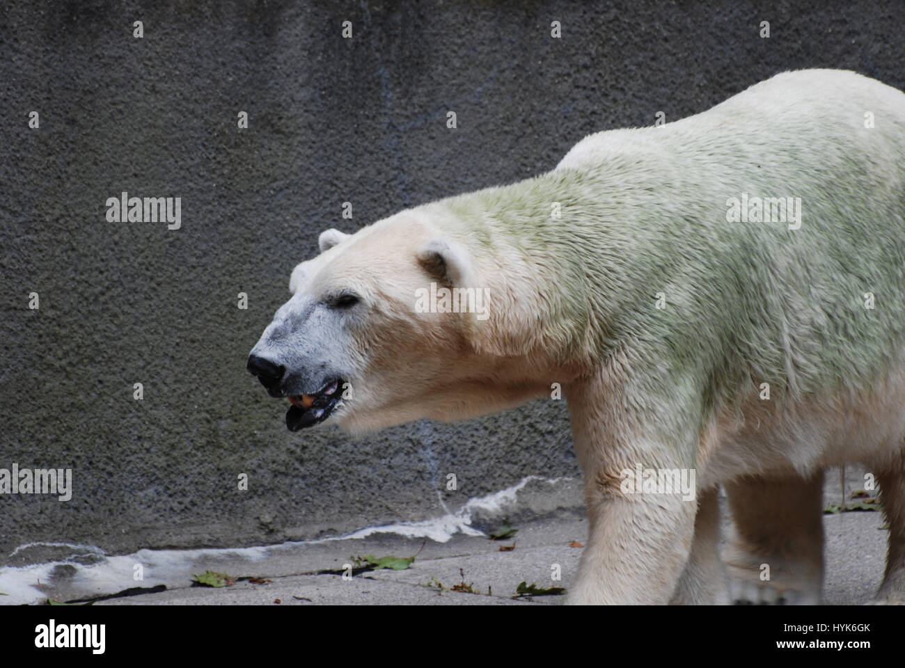 Un occhiata da vicino a un orso polare la faccia! Foto Stock