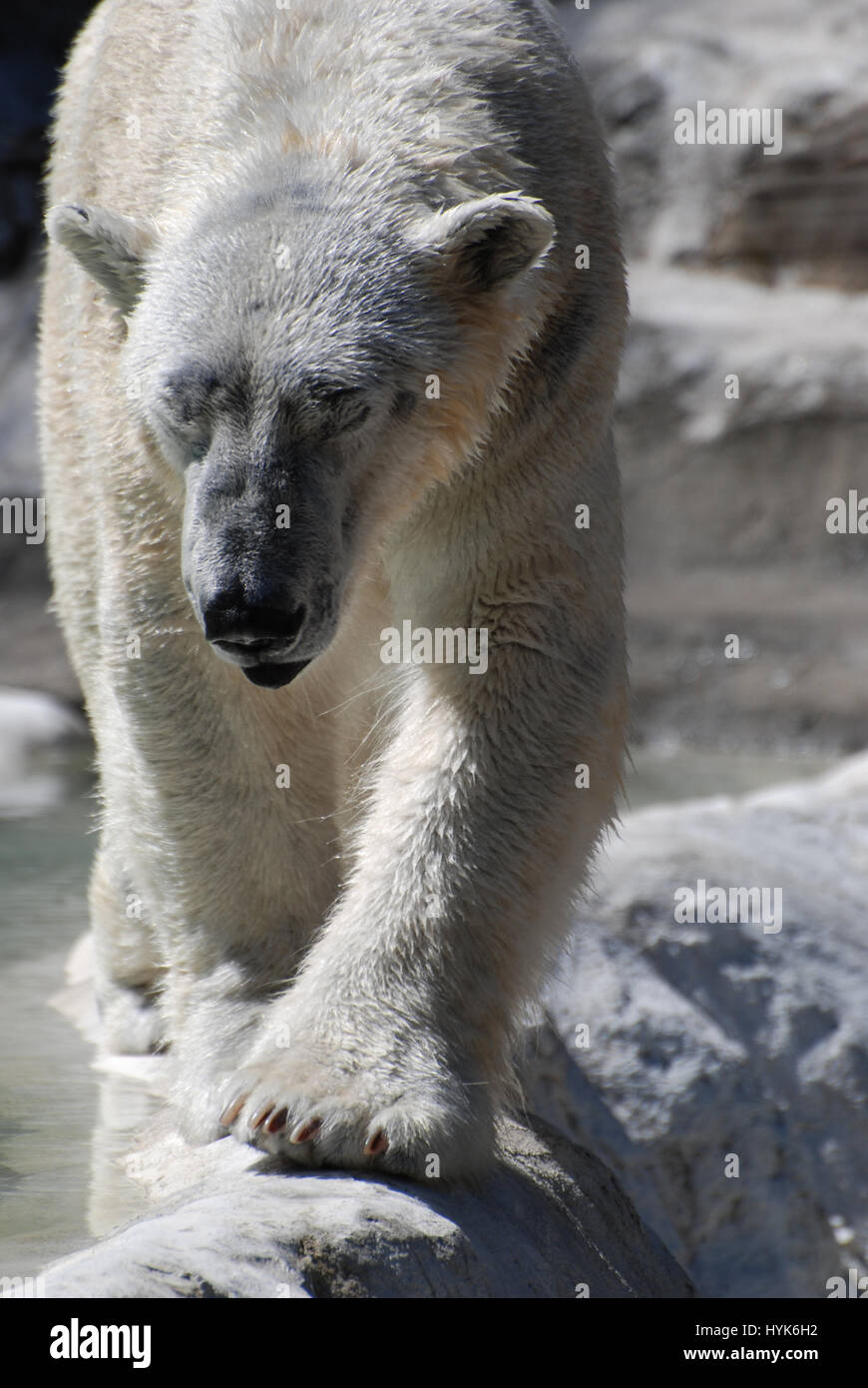 Molto grandi zampe su un orso polare percorrendo a piedi. Foto Stock