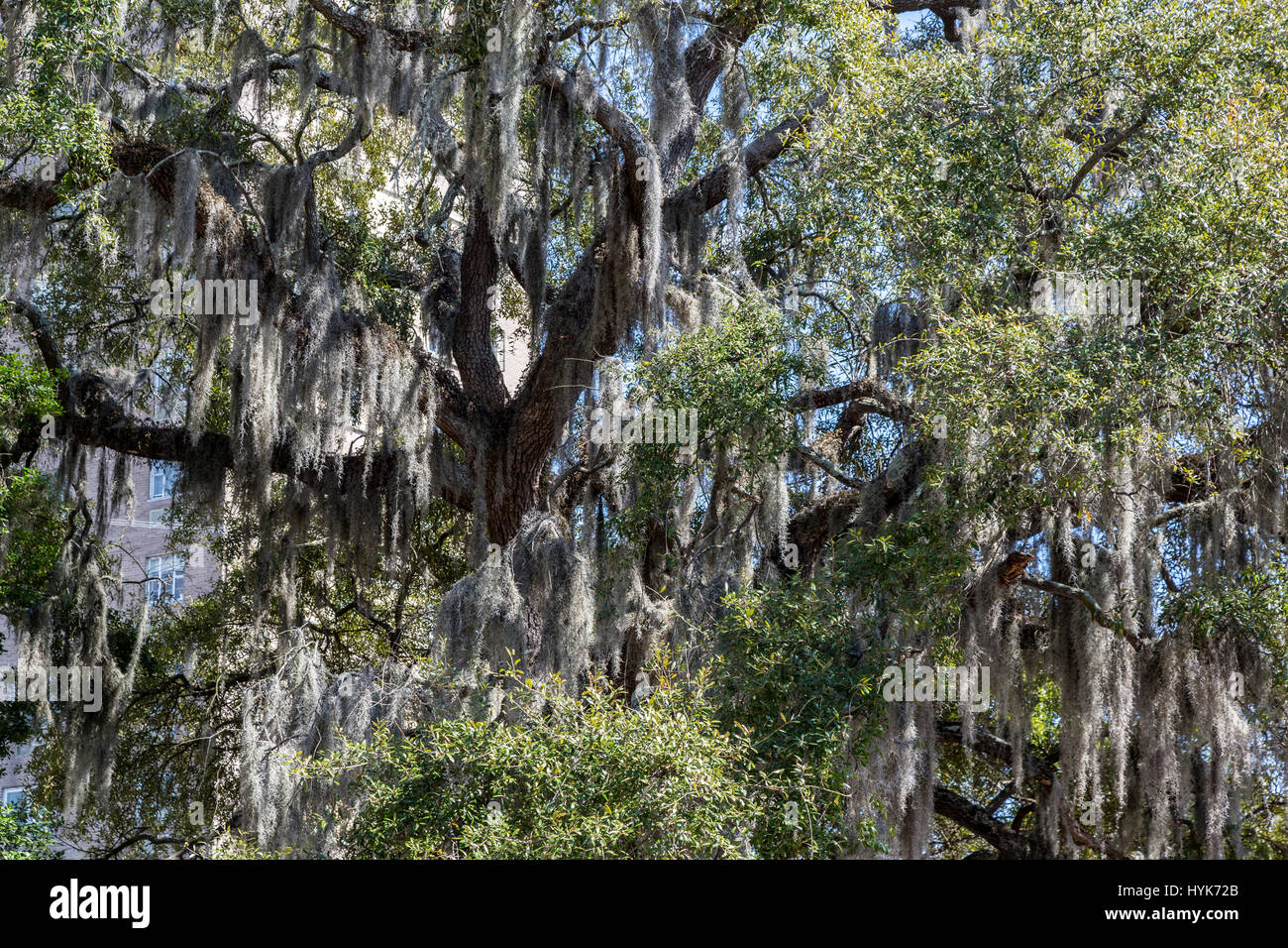 Savannah, Georgia. Muschio spagnolo (Tillandsia usneoides). Foto Stock