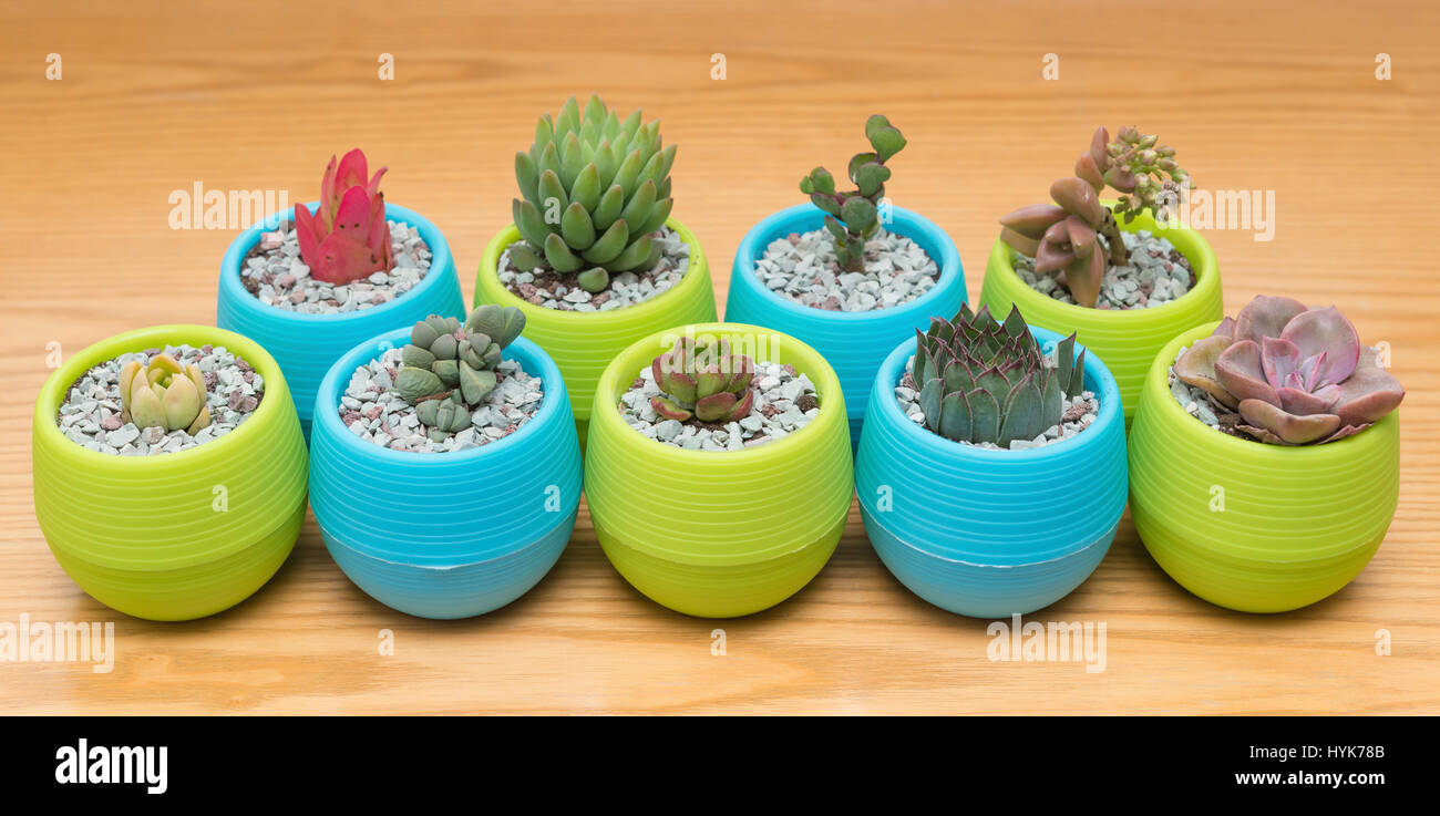 Diverse le piante succulente su una tavola di legno Foto Stock