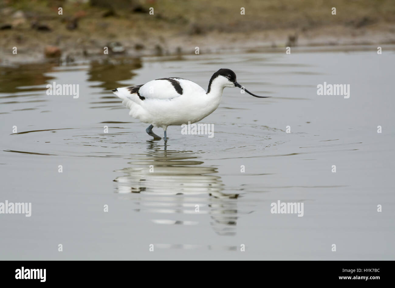 Avocet (Recurvirostra avosetta). La specie è il simbolo della Royal Society per la protezione degli uccelli (RSPB) Foto Stock