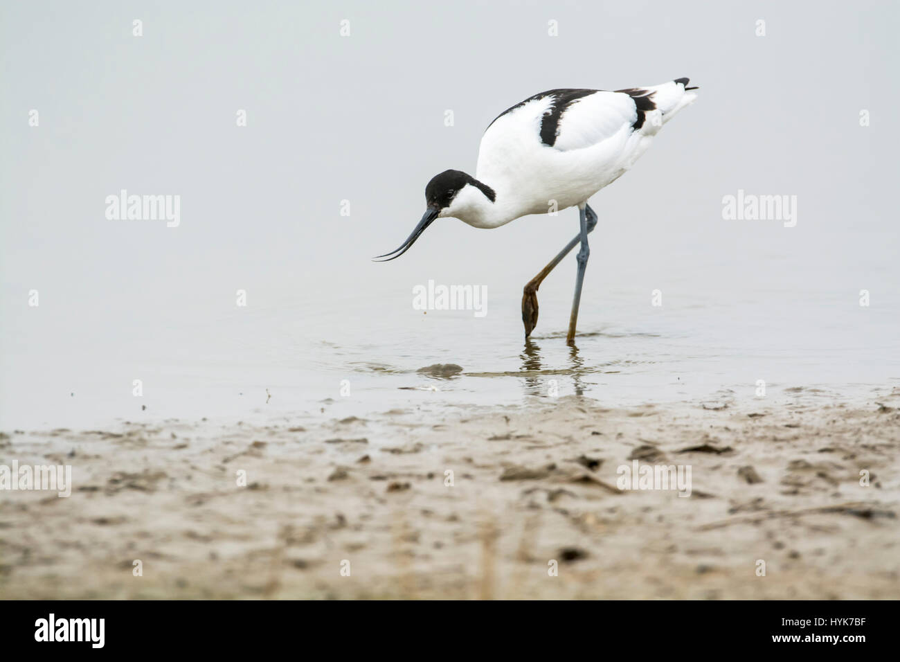 Avocet (Recurvirostra avosetta) foraggio sul litorale. La specie è il simbolo della Royal Society per la protezione degli uccelli (RSPB) Foto Stock