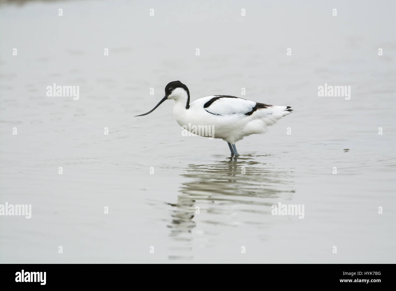 Avocet (Recurvirostra avosetta). La specie è il simbolo della Royal Society per la protezione degli uccelli (RSPB). Foto Stock