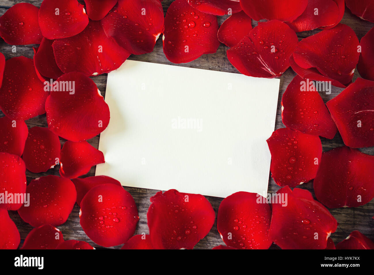 Chiudere- rosso petali di rosa cornice sulla scheda vuota per il proprio testo Foto Stock