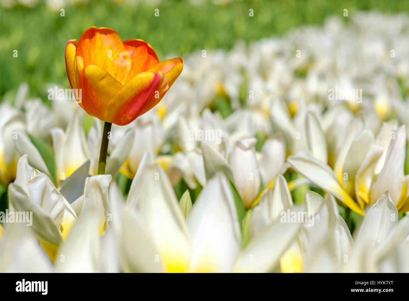 Tulipano giallo spicca il bianco sopra i tulipani in flowerpark il Keukenhof Lisse, Paesi Bassi Foto Stock