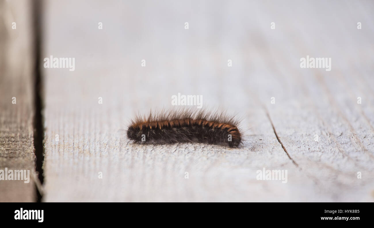 Un bellissimo caterpillar nero su un asse di legno in un inizio di primavera. Profondità di campo Foto Stock