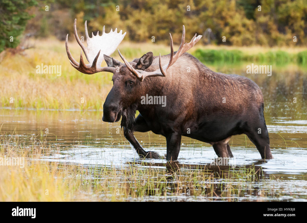 Alaska; Alaska Range montagne; Parco Nazionale di Denali; fauna; mammiferi; alci; Alces alces gigas; Bull; l'autunno. Foto Stock