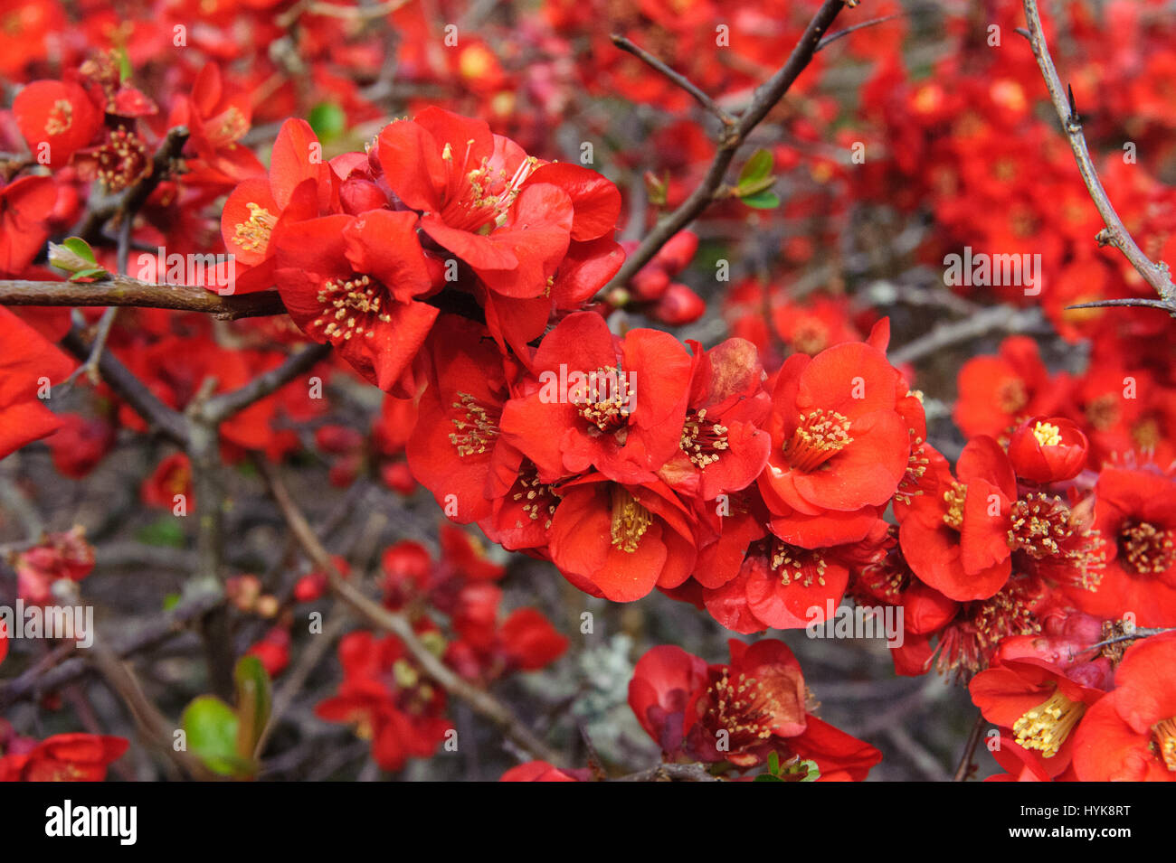 Chaenomeles speciosa 'Incendie' giapponese fioritura cultivar di mela cotogna hardy arbusto a fiori di colore rosso fiore di primavera sbocciano i fiori Foto Stock