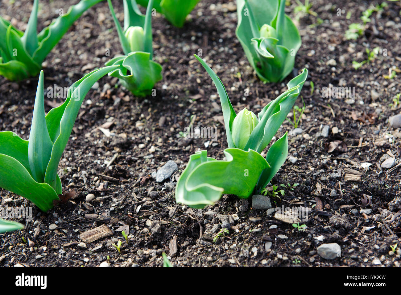 Nizza chiuso tulip gemme su un tempo di primavera Foto Stock