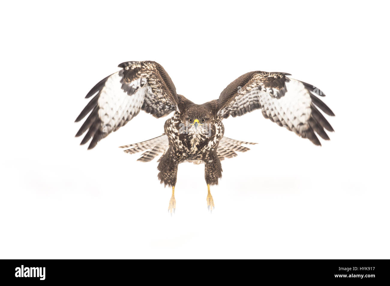 Comune Poiana (Buteo buteo) in volo nella neve, Koros-Maros National Park, Ungheria Foto Stock