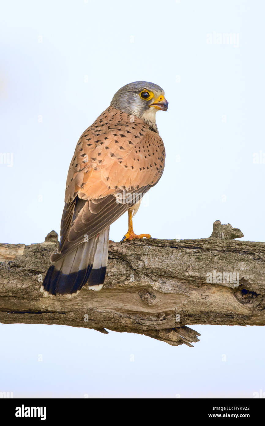 Comune Femmina Gheppio (Falco tinnunculus) appollaiate su un ramo Foto Stock
