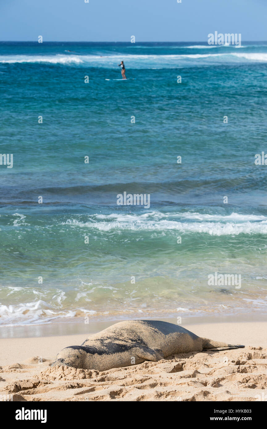 Hawaiian foca monaca, Neomonachus schauinslandi, Poipu Beach Park, Kauai, Hawaii, STATI UNITI D'AMERICA Foto Stock