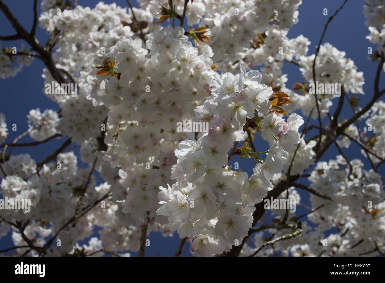 Prunus Taihaku grande bianco ciliegio Foto Stock