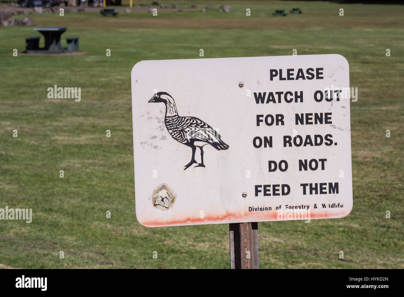 Segno di avvertimento Nene, oca hawaiana, Branta sandvicensis, Kauai, Hawaii, STATI UNITI D'AMERICA Foto Stock