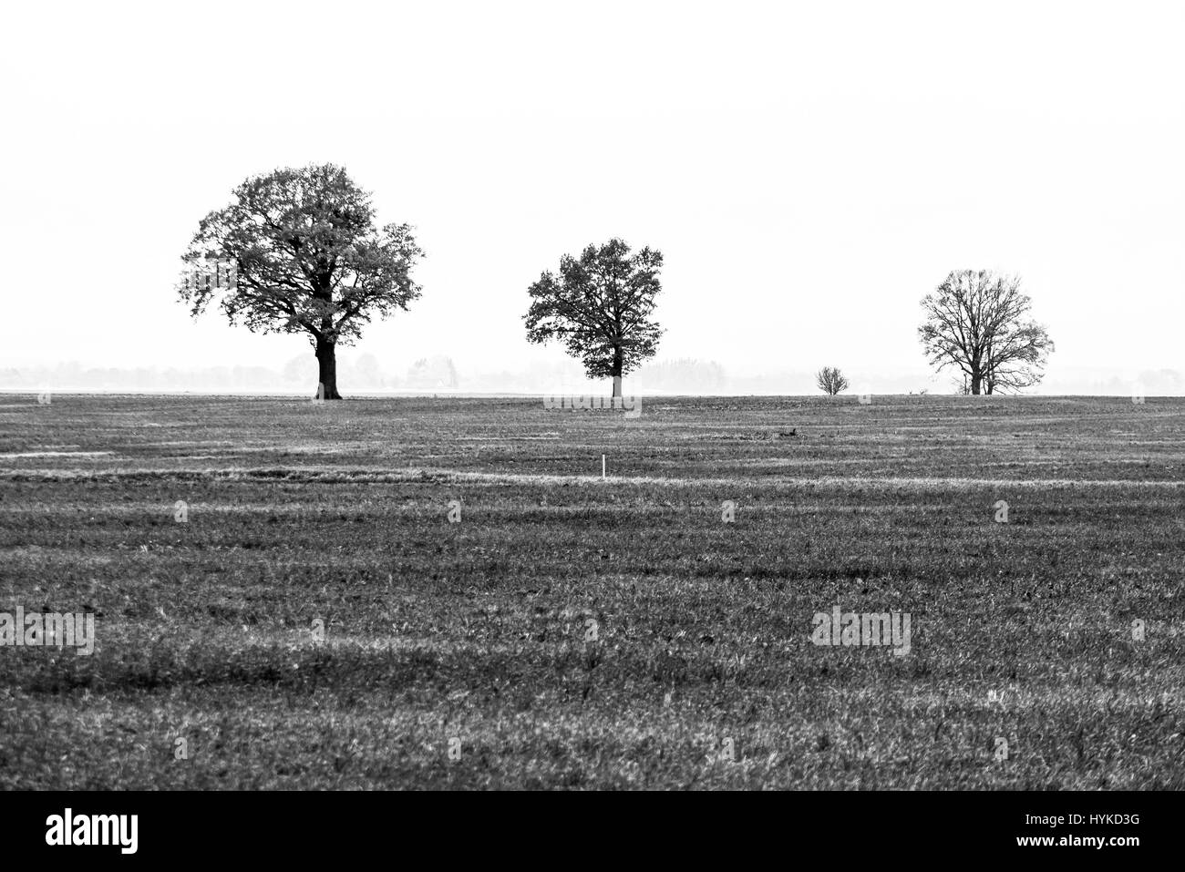 Campo verde con alberi in autunno nel paese Foto Stock