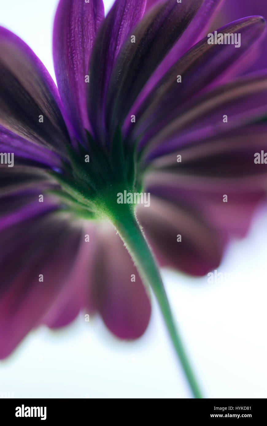 La parte inferiore di una piena fioritura mauve daisy compresi gli steli Foto Stock