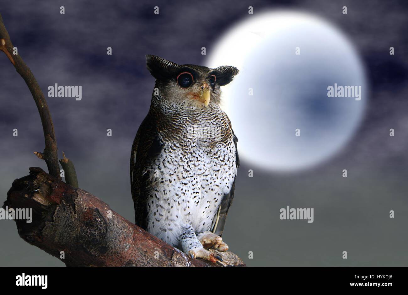 Il gufo seduto sul ramo di albero con luna piena sullo sfondo Foto Stock