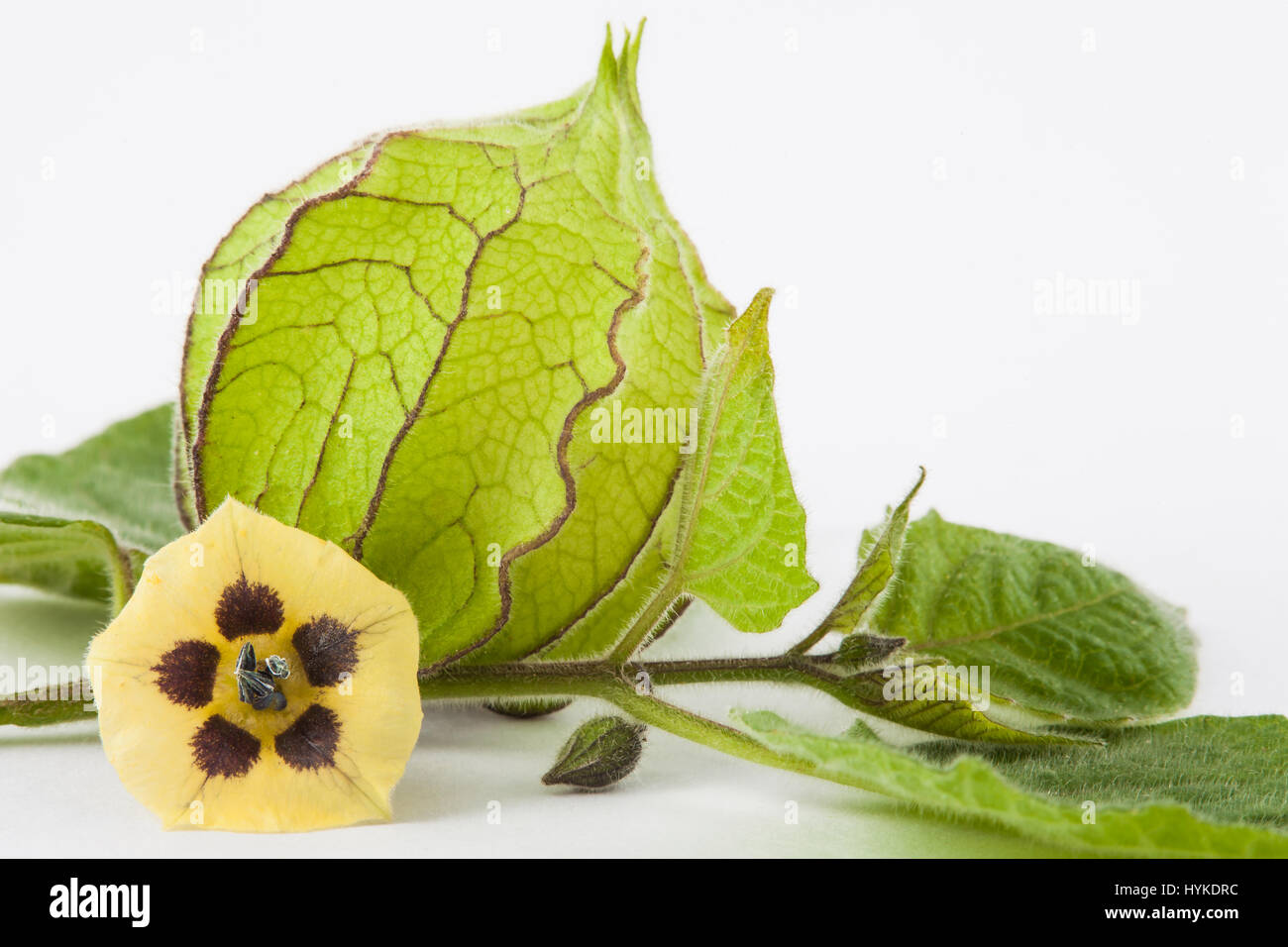 Cape gooseberry fiore e calice (Physalis peruviana) su sfondo bianco Foto Stock