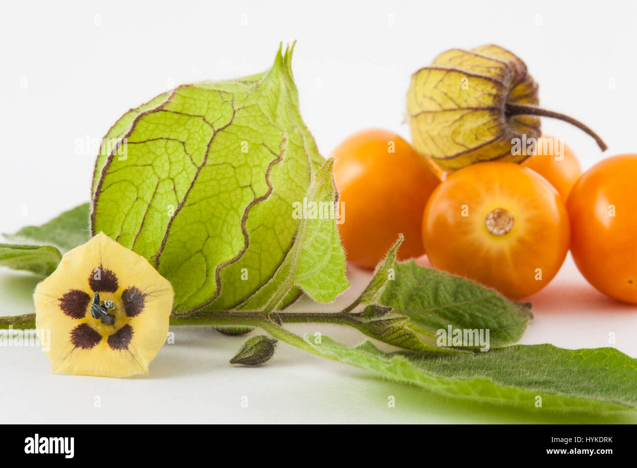 Cape uva spina frutti, fiori e calice (Physalis peruviana) su sfondo bianco Foto Stock